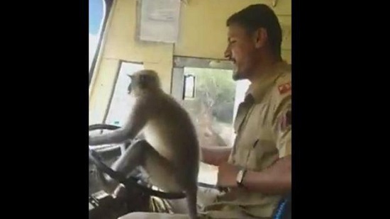  قرد يقود حافلة في الهند
