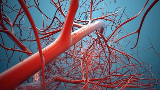  الأوعية الدموية
