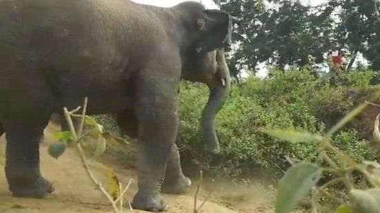 مواجهة ساخنة بين 60 فيلا وسكان قرية في الهند.. فيديو