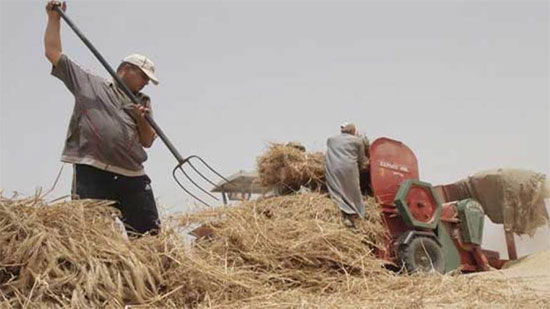  الزراعة: مصر في طريقها لتحقيق الاكتفاء الذاتي من القمح 