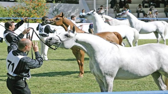  خارجية تل أبيب : لا يوجد فرق بين عربي ويهودي في بطولة إسرائيل للخيول العربية 
