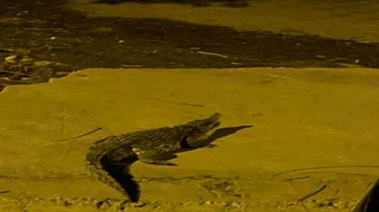 بالصور.. تمساح كبير يتجول في شوارع أكتوبر
