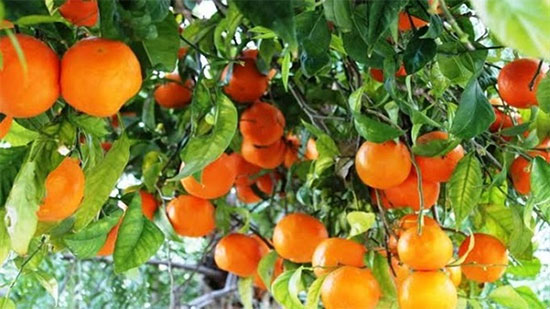 وزارة الزراعة توقع بروتكول لفتح الأسواق النيوزلندية أمام البرتقال المصري 