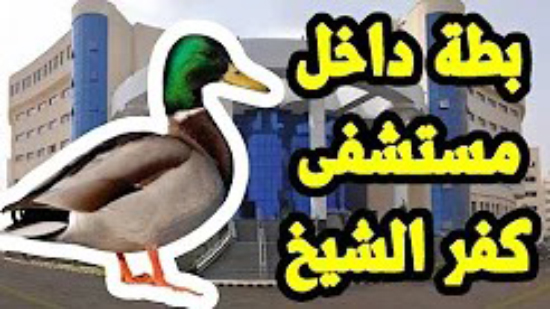 90 ثانية- بطة تتجول في مستشفى كفر الشيخ / محافظ قنا : لا تخافوا من رائحة الغاز المنتشرة بالمحافظة