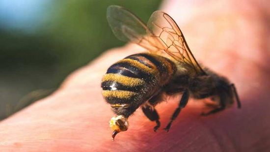 النحل يقتل مُسنا أثناء تشييعه جنازة ابنه فى البرازيل