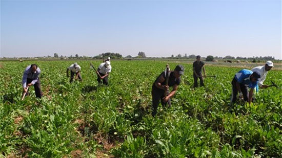 الزراعة: زراعة 150 ألف فدان بالأرز السوبر الجديد