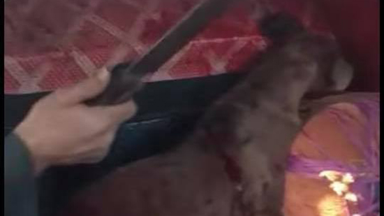 “بالساطور”.. تفاصيل قتل كلب بالمطرية بعد تعذيبه بشكل وحشي (صور وفيديو)