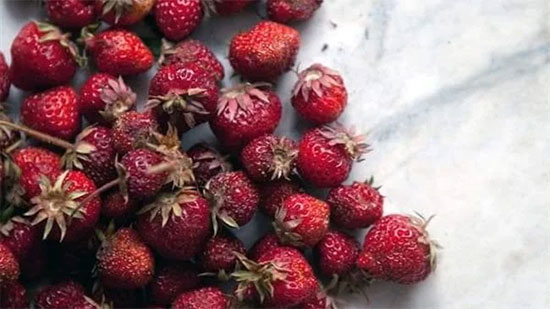 
للفراولة مزايا أخرى.. 10 فوائد لا تعرفها عن الفاكهة الحمراء
