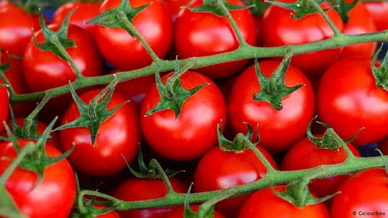  نقيب الفلاحين : انتظروا ارتفاعاً جنونياً في أسعار الطماطم
