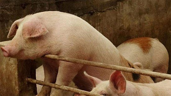 الصين تحظر استيراد الخنازير من إندونيسيا