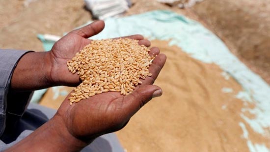 «التموين»: الاحتياطي الاستراتيجي من القمح يكفي 5 شهور والسكر 6 شهور
