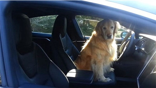 
فقط في أمريكا.. كلبك يستطيع قيادة السيارة .. فيديو
