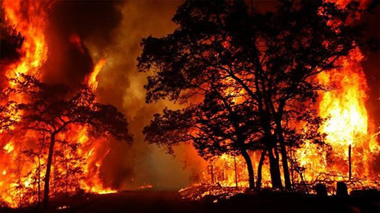 حرائق الغابات فى استراليا 
