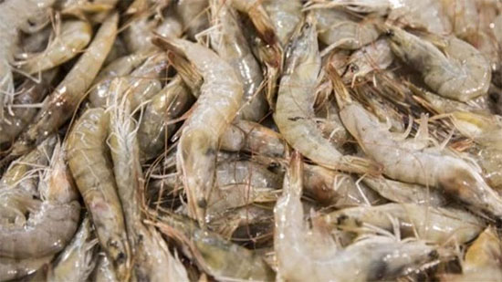 «المصرية لتسويق الأسماك»: طرح 5 أنواع جمبري بتخفيضات 30%