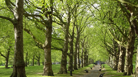 كم تحتاج بريطانيا من الأشجار للوصول لصافى انبعاثات الكربون 2050؟
