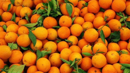 «الزراعة»: لم نتلق إخطارا بتأجيل تصدير البرتقال للصين
