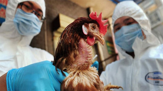 
ينتقل إلى البشر .. 5 معلومات لا تعرفها عن إنفلونزا الطيور
