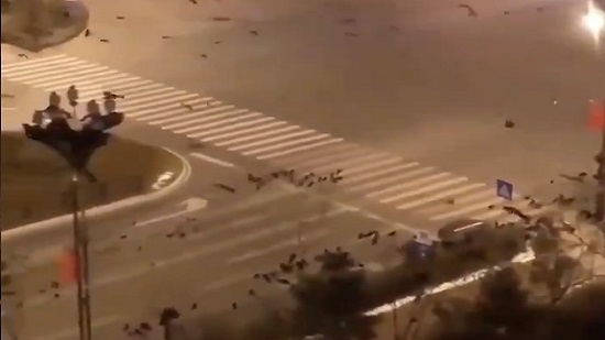 مقطع فيديو لأسراب الغربان فوق مدينة ووهان الصينية يثير القلق
