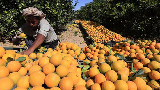  فيديو.. الزراعة: مصر الأولى عالميًا في تصدير الموالح