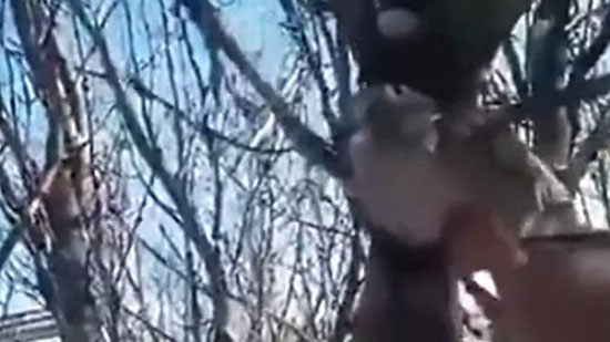  فيديو صادم.. نفوق الطيور على الأشجار في إيران بسبب انخفاض الحرارة