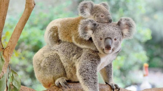 انقراض الكوالا بسبب حرائق الغابات في أستراليا