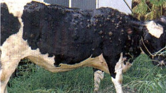 كل ما تريد معرفته عن أعراض وعلاج الجلد العقدي للأبقار