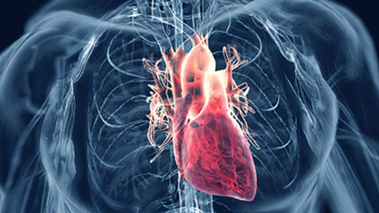 بحث: تغيير ما تستهلكه خلايا القلب يساعدها على التجدد