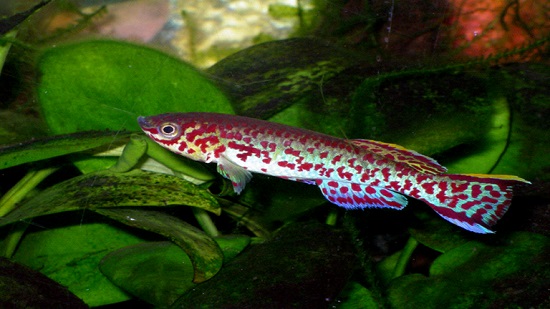 أحد الأنواع الأكثر شيوعا من سمكة 