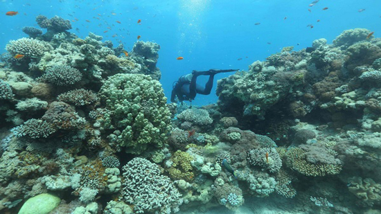 الشعاب المرجانية قد تختفي بحلول عام 2100 !