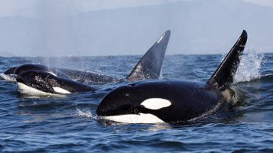 الحيتان القاتلة الأصغر لديها 28 نغمة موسيقية للتواصل مع بعضها
