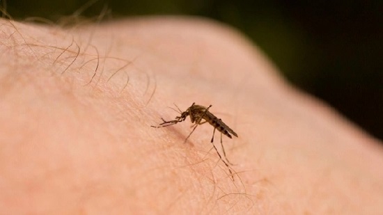 الإصابة بالملاريا