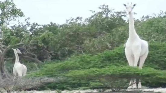 صيادون يقتلون الزرافة البيضاء الوحيدة في العالم
