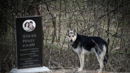 لمدة 15 عاما.. حكاية أوفى كلب في روسيا جلس بالقرب من قبر أصحابه