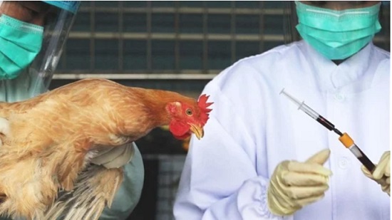 5 معلومات لا تعرفها عن أنفلونزا الطيور بعد انتشارها بالصين