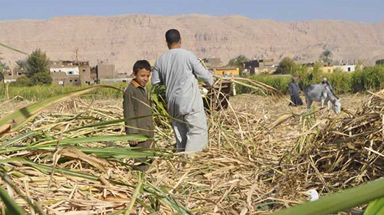 الحكومة: توقف زراعة قصب السكر بمحافظتي الأقصر وأسوان شائعة 
