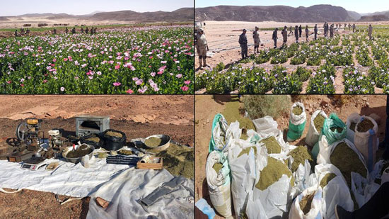 القوات المسلحة و وزارة الداخلية يدمرا مزارع بانجو في شبه جزيرة سيناء