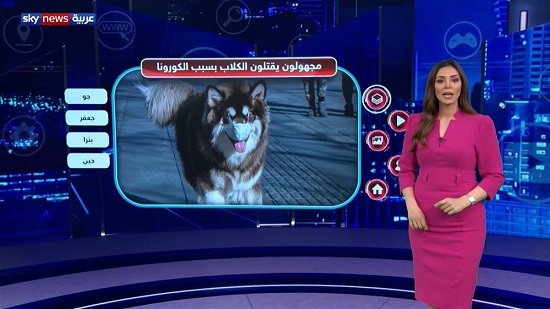 مجهولون يسمون الكلاب في لبنان خوفا من عدوى كورونا