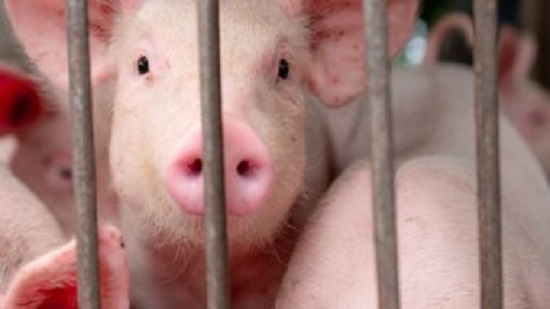 إنفلونزا الخنازير.. وباء جديد يضرب الصين