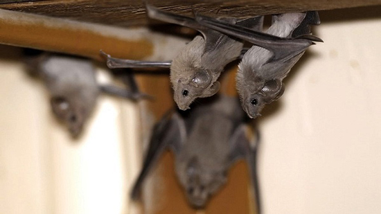 ستة سلالات جديدة من فيروس كورونا تنقلها الخفافيش