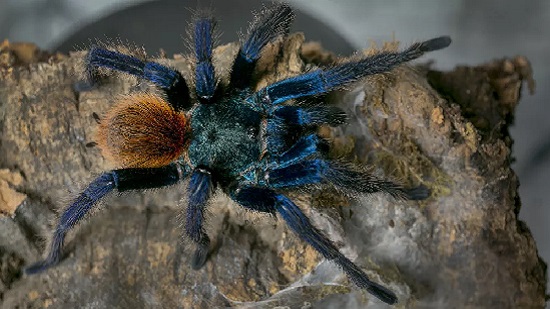 اكتشاف مذهل وغريب من سم عنكبوت صيني شديد العدوانية