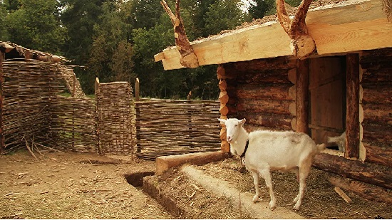 لاما أو ماعز...مزرعة تعرض حيواناتها للمشاركة في اجتماعات الفيديو