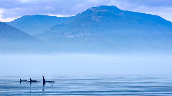 مع تراجع الملاحة العالمية في المحيطات.. الصمت يحقق أمنيات الحيتان