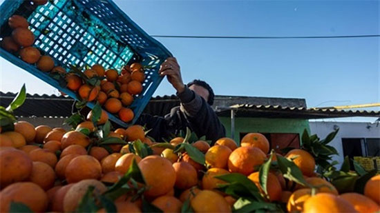 الزراعة: مصر الأولى عالميًا في تصدير البرتقال