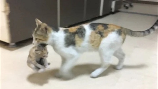 غريزة الأم.. شاهد قطة تحمل صغيرتها إلى المستشفى ليعالجها الأطباء