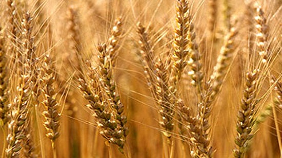 رغم أزمة كورونا توريد 59 ألف طن من القمح للصوامع والشون بالمنيا
