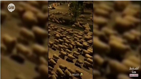  فيديو .. الخراف تغزو شوارع تركيا بسبب فيروس كورونا 
