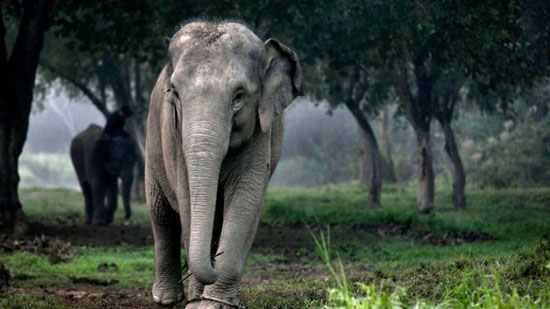 تأكل الفيلة ما يصل إلى 300 كيلوغرام من العشب والخضراوات