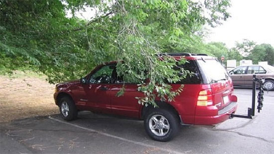 احذر من ركن سيارتك تحت الأشجار لفترة طويلة.. اعرف السبب!