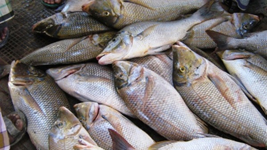 شعبة الأسماك: انخفاض الأسعار 20٪ خلال الأسبوع الثالث من شهر رمضان