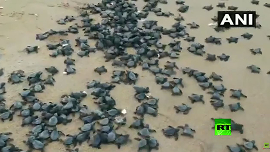 ملايين السلاحف الصغيرة تغزو الشواطئ الهندية 